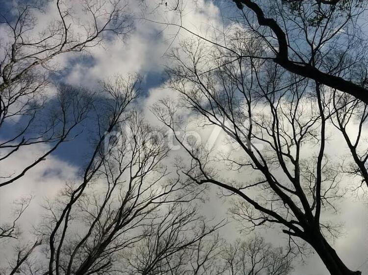 枯れ木　38 枯木,枯れ木,枯れた木の写真素材