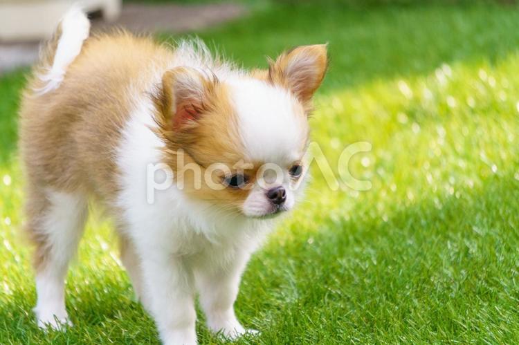 人工芝の上を歩くチワワの子犬 子犬,チワワ,犬の写真素材