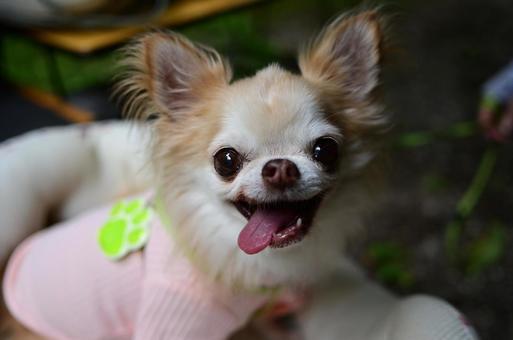 笑顔のチワワの写真