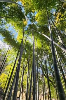 竹 竹,鮮やか,晴れの写真素材