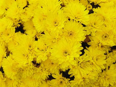 小菊　黄色 菊,花,植物の写真素材