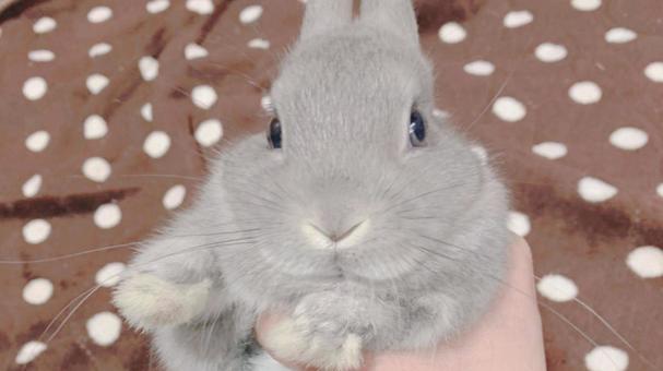 Photo, rabbit, child rabbits, a pet, 