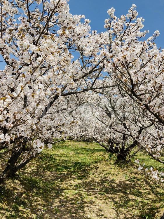 御室桜のトンネル 春,桜,背景の写真素材