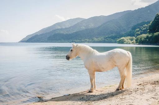 湖と白い馬 湖と白い馬の写真