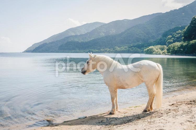 湖と白い馬 湖と白い馬 馬,白い馬,白の写真素材