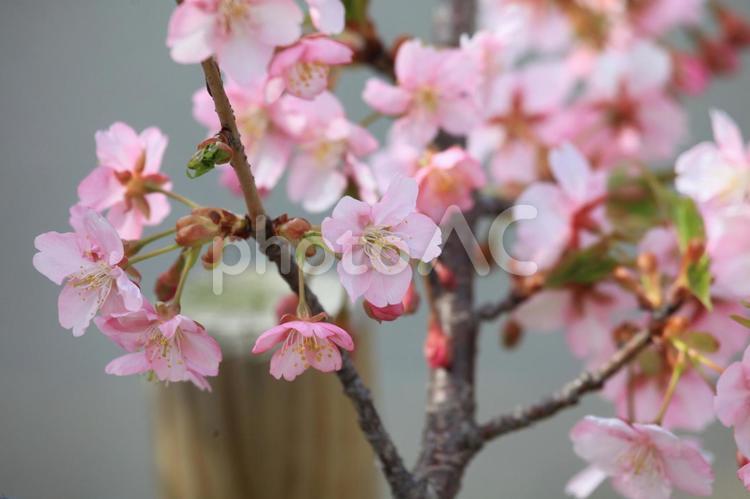 桜のピンクの花びら 桜,桃色,ピンクの写真素材