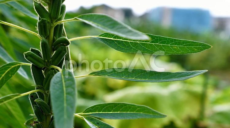 オクラの枝と葉のポートレート オクラ,植物,野菜の写真素材