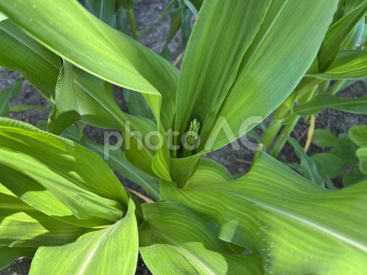 雄穂を出したトウモロコシ トウモロコシ,雄花,雄穂の写真素材