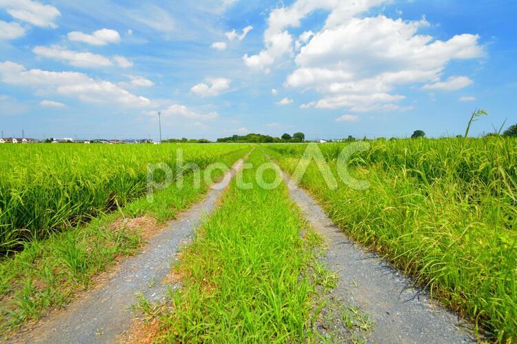 まっすぐ続くあぜ道と夏の青空　田園風景 あぜ道,畦道,田んぼのあぜ道の写真素材