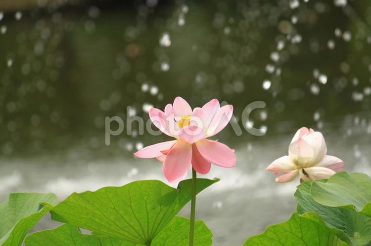 6月の花　ハス ハス,蓮,ビオトープの写真素材