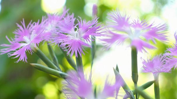 夏の花-299 夏の花-299の写真