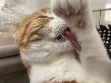 猫 猫の写真