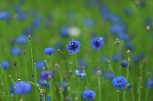 紫の花 紫の花の写真