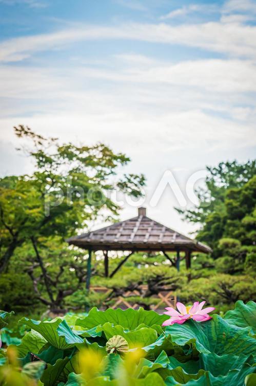 栗林公園の風景 蓮,蓮の花,紫の写真素材