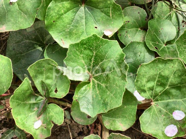 ツワブキの葉と落ち桜 ツワブキの葉,葉脈,緑の写真素材
