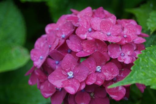 紫陽花 紫陽花の写真