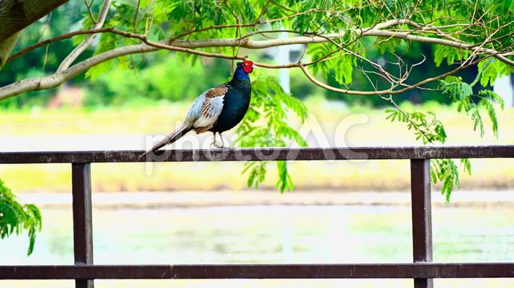 フェンスの上のキジ キジ,鳥,野鳥の写真素材