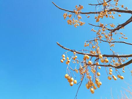 青空に映える無患子2 無患子,実,枝の写真素材