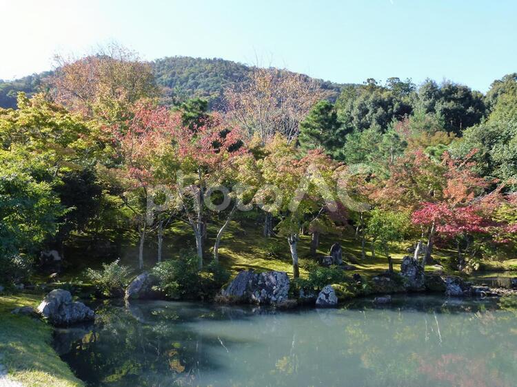 紅葉の始まりを告げる天龍寺の庭園 インスタ映え,鮮やか,美しいの写真素材