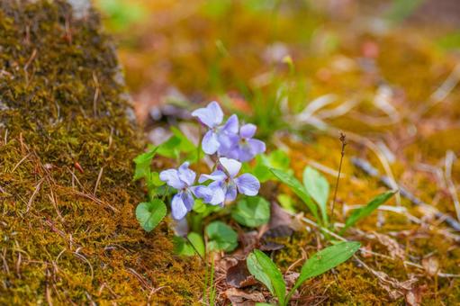 Photo, violetas, flor, planta, 