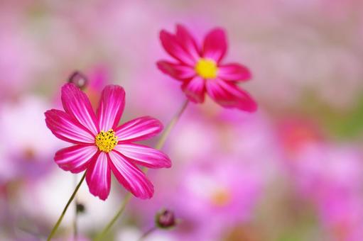 和泉リサイクル環境公園のコスモス コスモス,秋,ピンクの写真素材