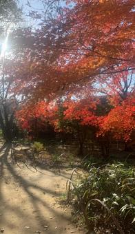 紅葉一色の写真