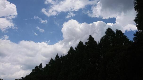 空と木 空と木の写真