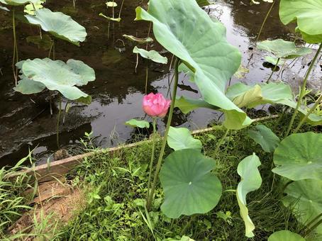 小田原 小田原,小田原城址公園,蓮の写真素材