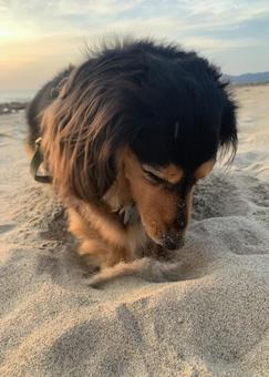 穴掘り犬と夕暮れ 犬,ダックスフンド,ミニチュアダックスフンドの写真素材