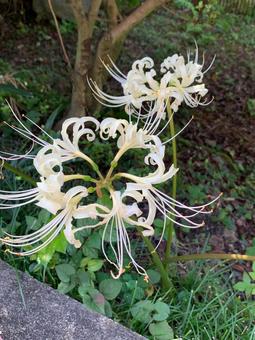 彼岸花(曼珠沙華)白 2輪 彼岸花(曼珠沙華)白 2輪の写真