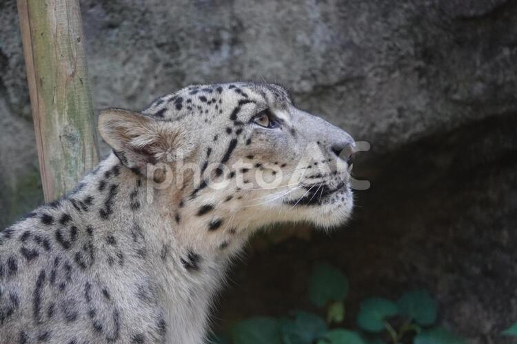 黄昏るユキヒョウ ユキヒョウ,ヒョウ属,アフガニスタンの写真素材