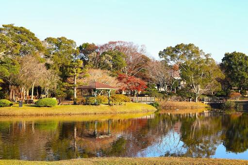 君津市内みのわ公園「秋の綺麗な日本庭園」 池,日本庭園,秋の写真素材