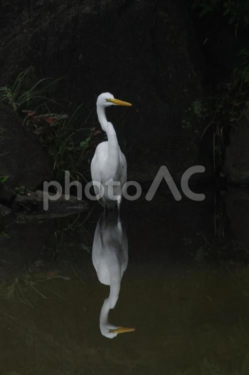 ダイサギが獲物を狙う ダイサギ,エサ,狩りの写真素材