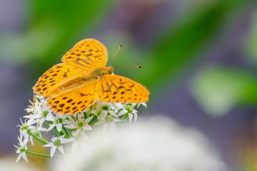 ミドリヒョウモン⑻ 蝶,ミドリヒョウモン,オスの写真素材