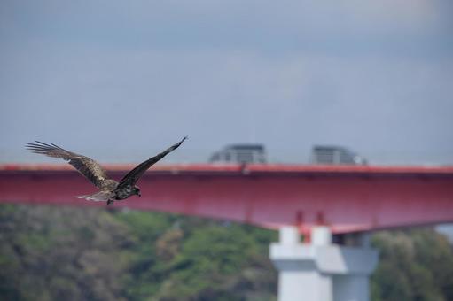 とんび とんびの写真