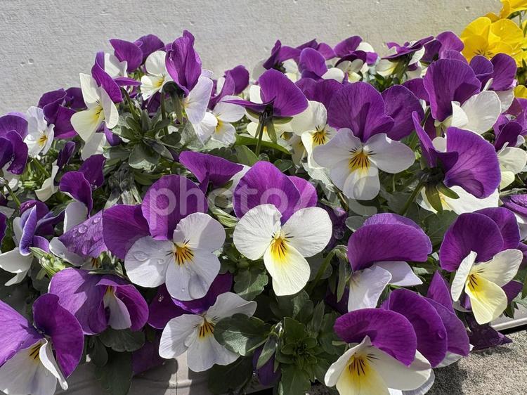 春　紫と白のパンジーの花 パンジー,紫,白の写真素材