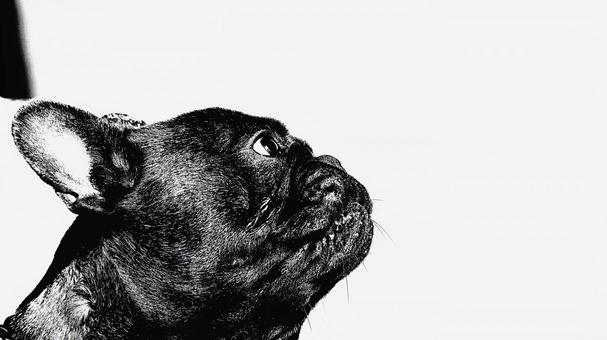 フレンチブルドッグの横顔 フレンチブルドッグの横顔 犬,フレンチブルドッグ,フレブルの写真素材