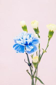 カーネーション カーネーションの写真