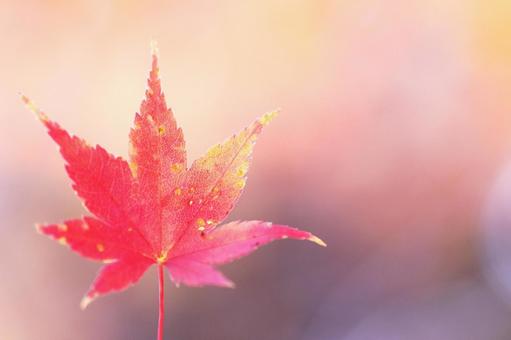 真っ赤な紅葉 真っ赤な紅葉の写真