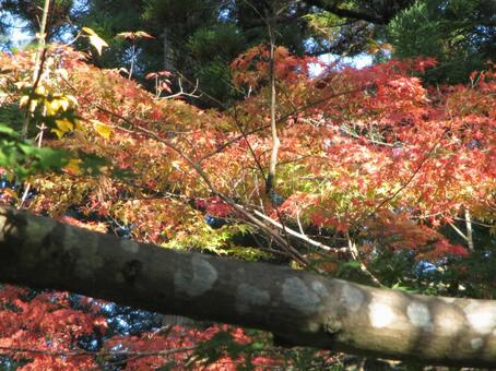 紅葉 紅葉の写真