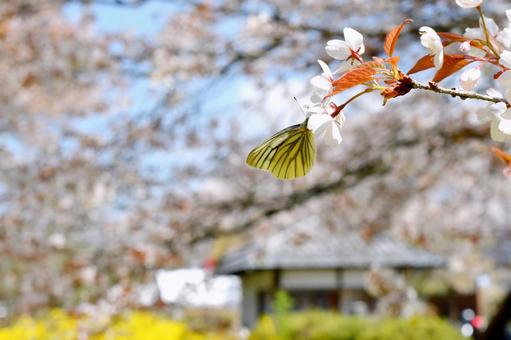 狩宿の下馬桜 狩宿の下馬桜 狩宿の下馬桜,アカメシロバヤマザクラ,桜の写真素材