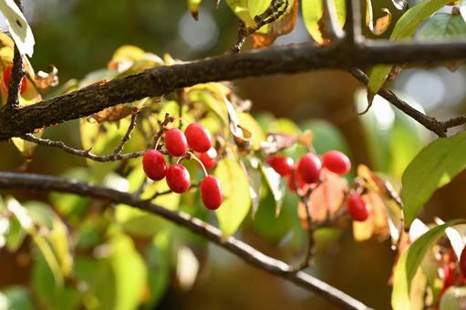 サンシュユ サンシュユ,木,果実の写真素材