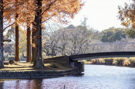秋の公園の風景 秋の公園の風景 秋,埼玉県秋,公園の写真素材