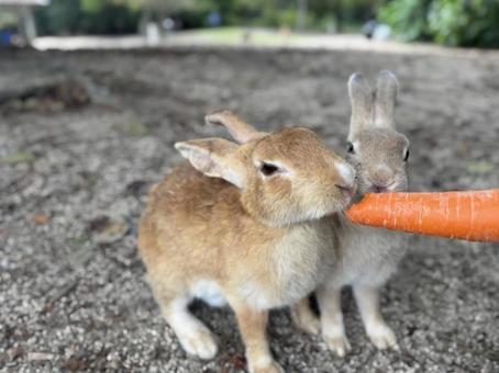 ニンジンをかじるうさぎの写真
