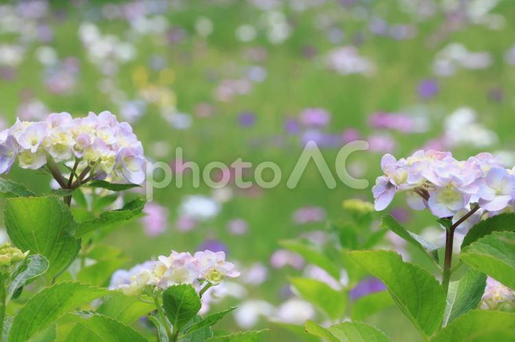 本土寺　紫陽花　菖蒲園 紫陽花,満開,見頃の写真素材