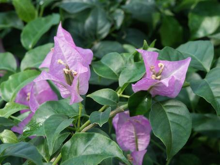 ブーゲンビリア　咲く風景の写真