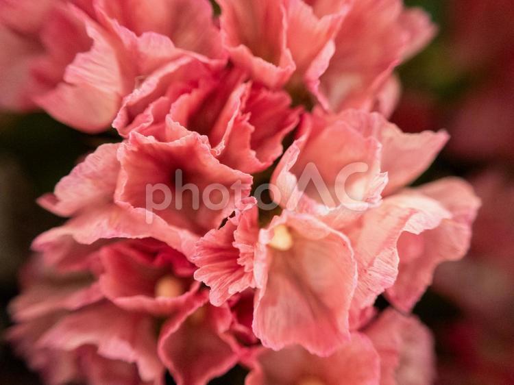 植物のマクロ撮影 植物,花,小さいの写真素材