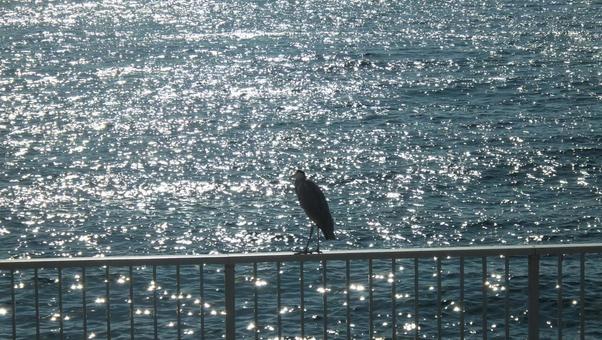 アオサギと海 海,神戸市垂水区,大蔵海岸の写真素材