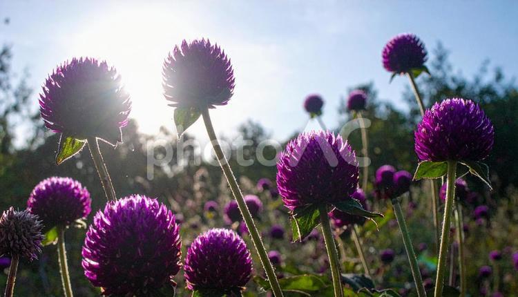 夏から秋の花　センニチコウ センニチコウ,夏,秋の写真素材