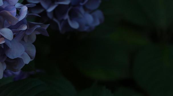 Photo, purple, light purple, no correction, 